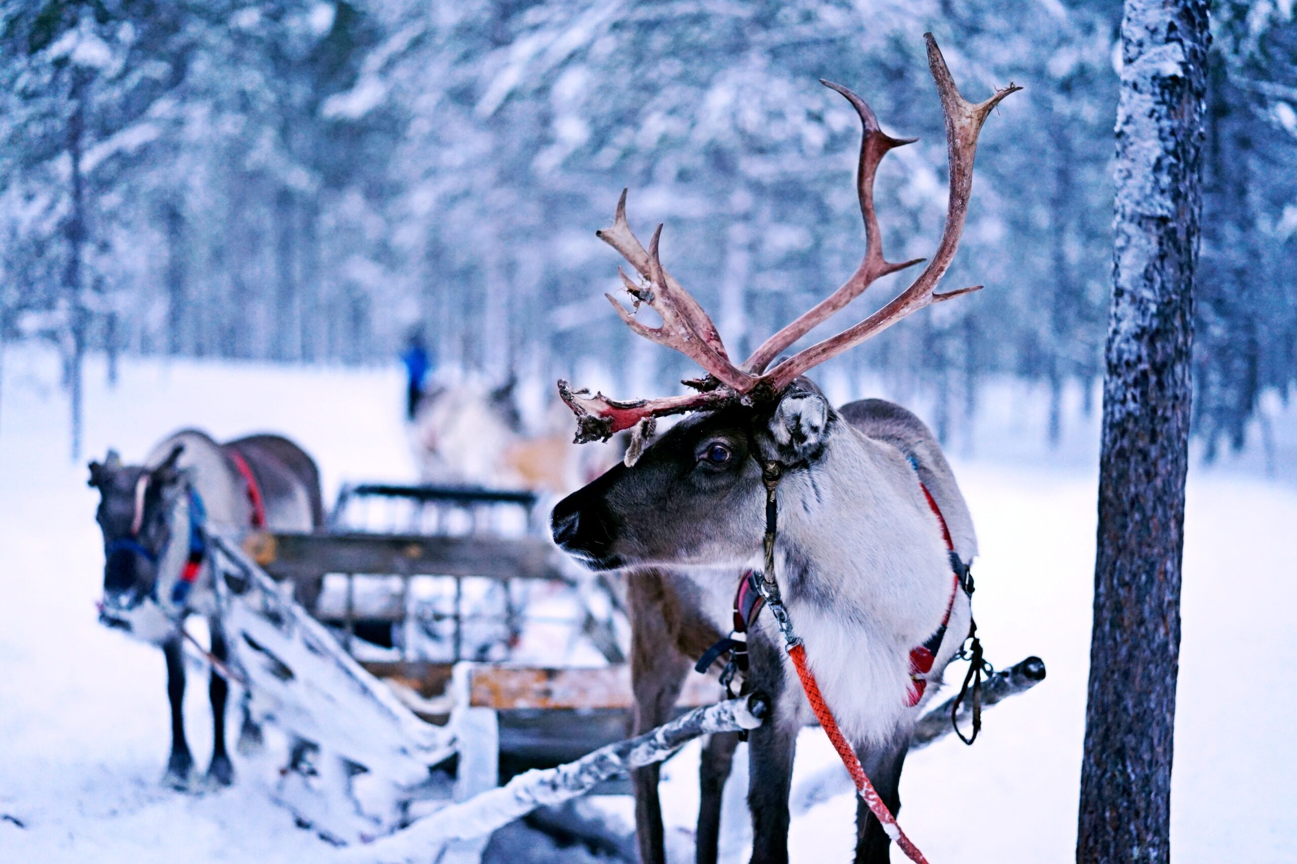 Whose Insurance Covers Grandma if She’s Run Over by a Reindeer?